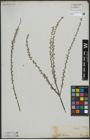 Foto von Salix tristis Aiton